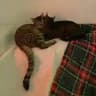 Пермские коты
