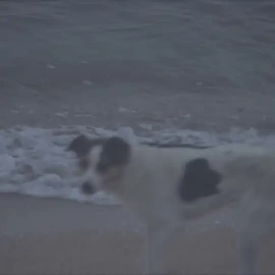 dog silent