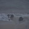 dog silent