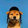 dog wif kippah | $jew