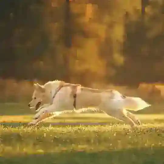 дневник дóмергу 🦴