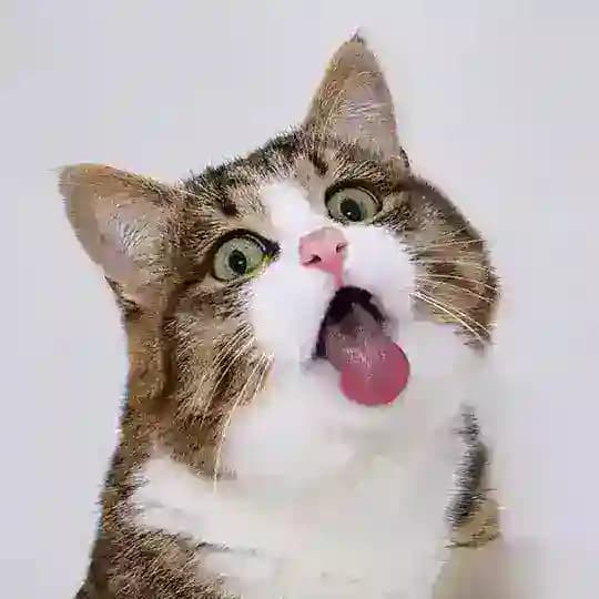 Dump file 🗃️ Profile