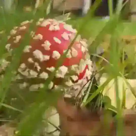 🍄ЯГИНЯ - природная лавка