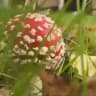 🍄ЯГИНЯ - природная лавка