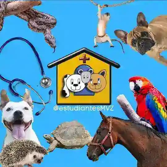 Estudiantes MVZ Profile