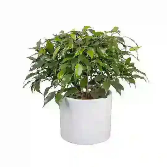 Фикус смыслы раздает