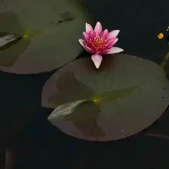 FLOR ET LAVR