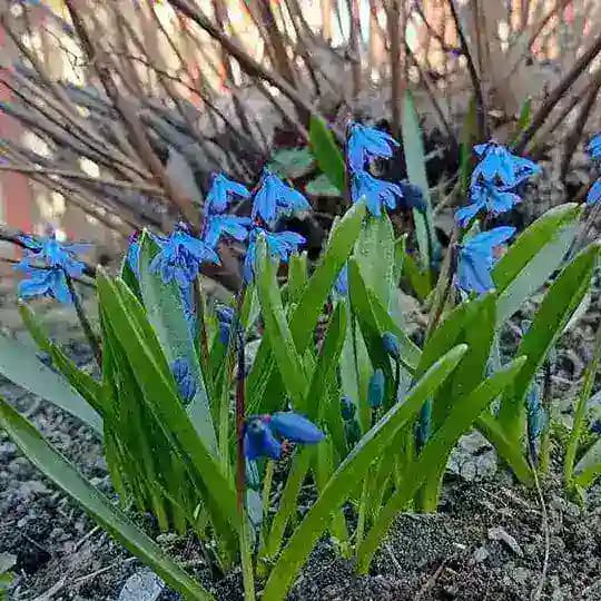 Растения школьного двора 🌿