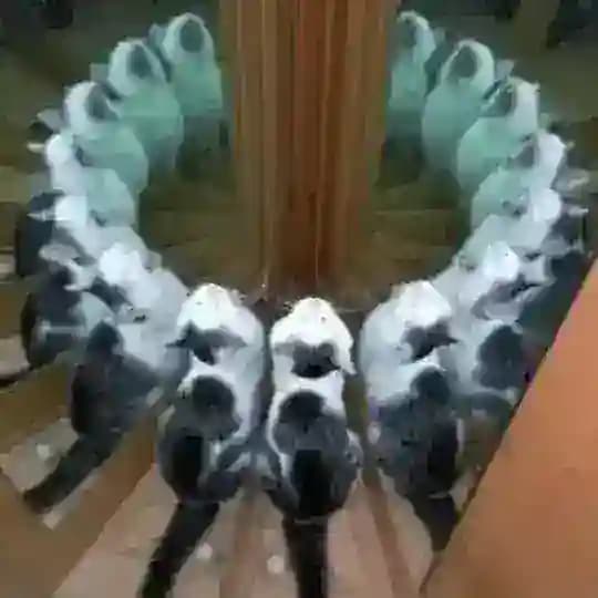 follyflly
