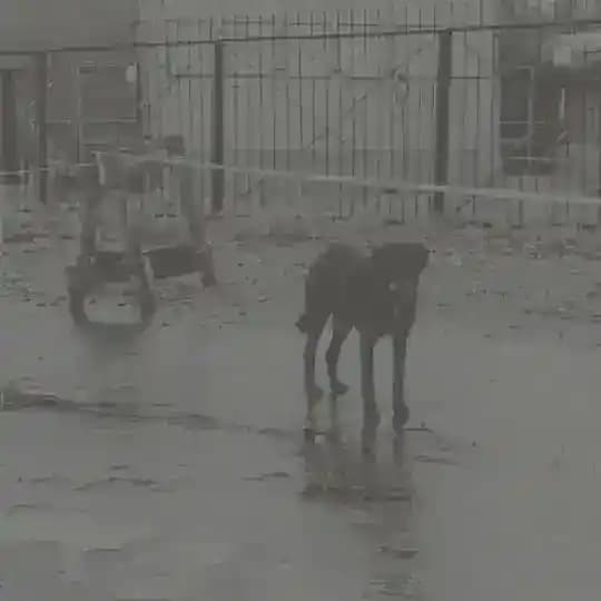 разыскания одной собаки