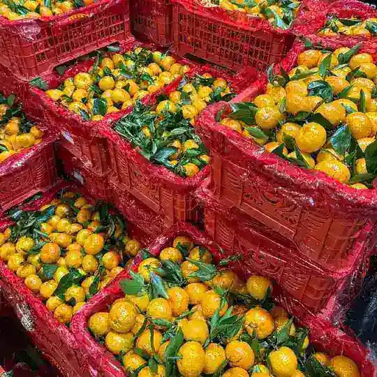 🫐🥭ФРУКТОЕДЫ ТУЛА 🥭🫐