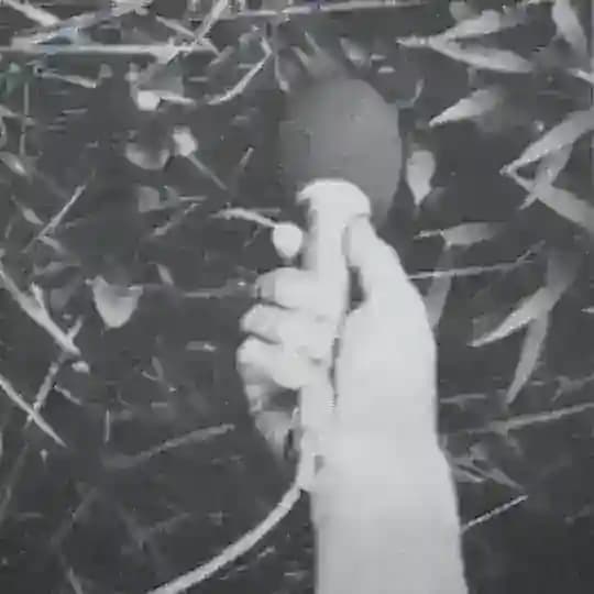 Где тексты, Левантовски?