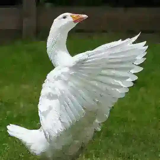 АЛЕКСЕЙ ЯРЫНЧИН (ещё тот Гусь)