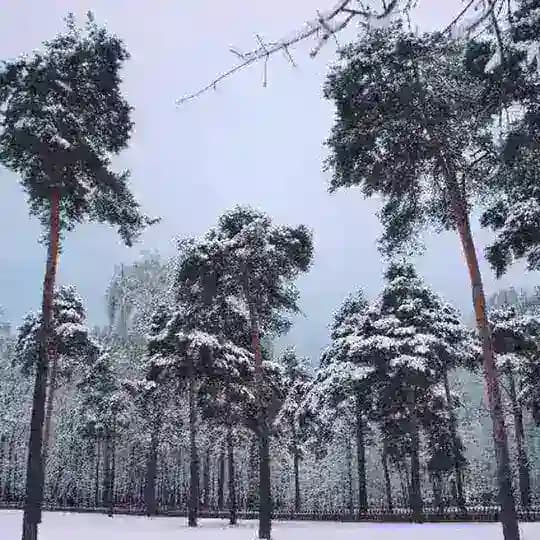 Зелёная Преображенка