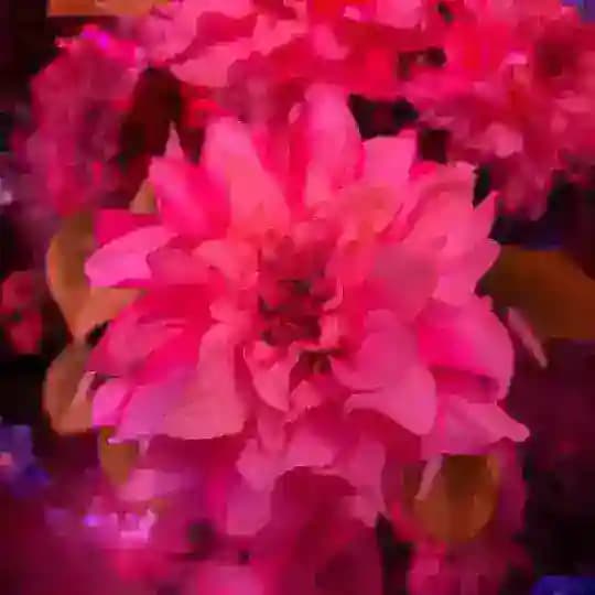 heirloom 🎞️ Profile