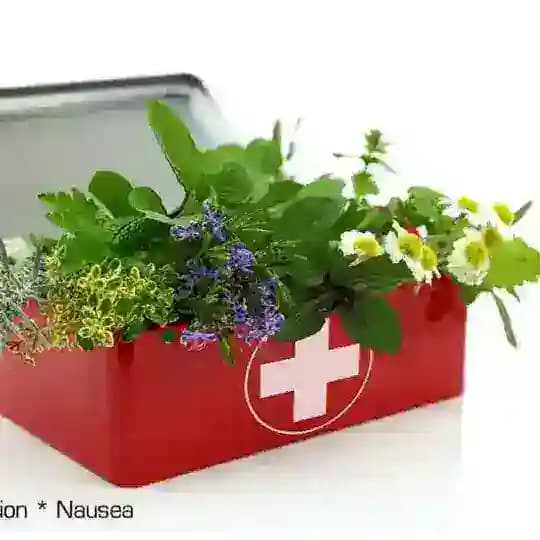 Herbs and Healing