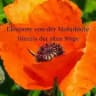 Eleonore von der Mohnblüte
