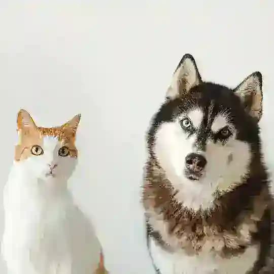 HuskyEkb+CatsEkb