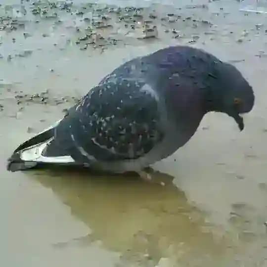 Качалка купы