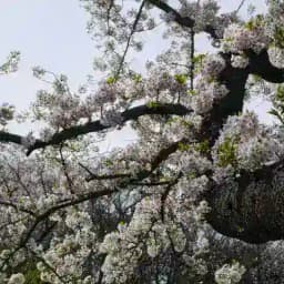 隠れ場・Kakureba Profile