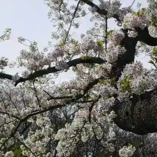 隠れ場・Kakureba Profile