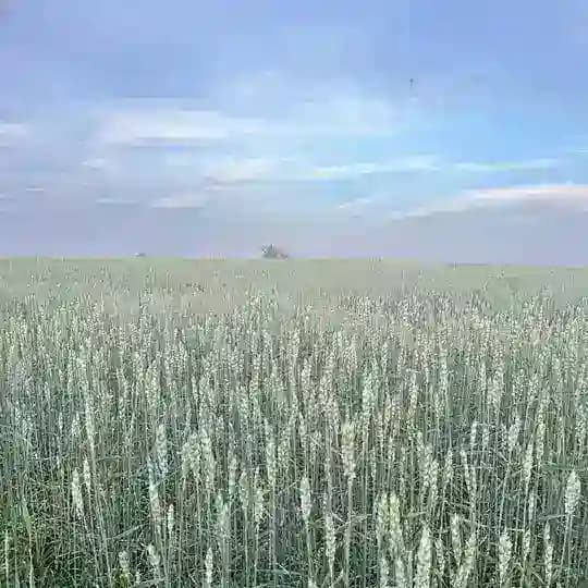 Байгускар