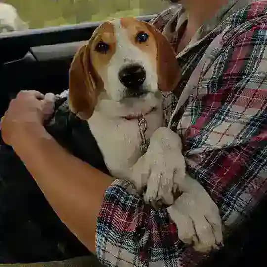 Kartuli Dogship