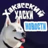 Новости | Хакасский хаски