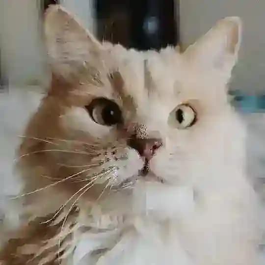 Кисулькены