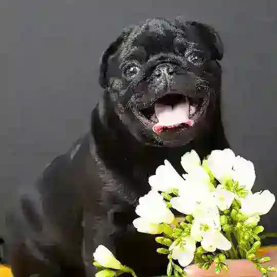 Команда Фу