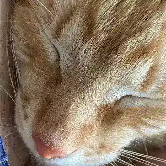 Записки кота Симеона