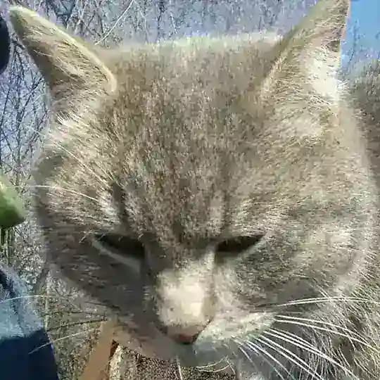 Кот Олег