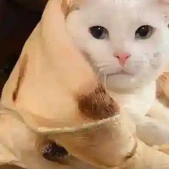 Кот в лаваше и пластиковые фламинго