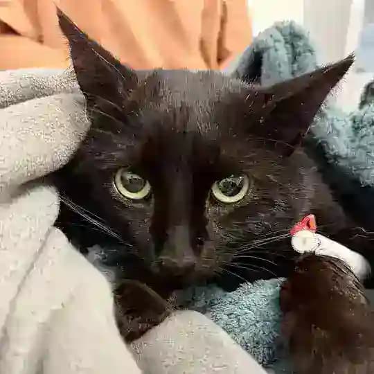 КОТ УГОЛЁК