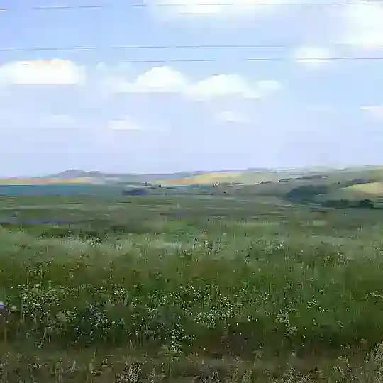 Лесостепняк