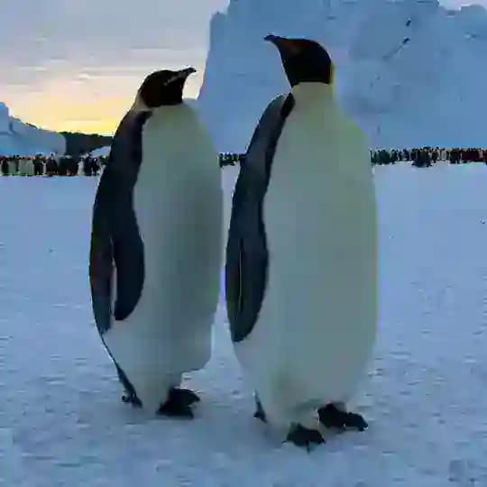 Life in Antarctica
