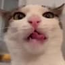 Максим и котики