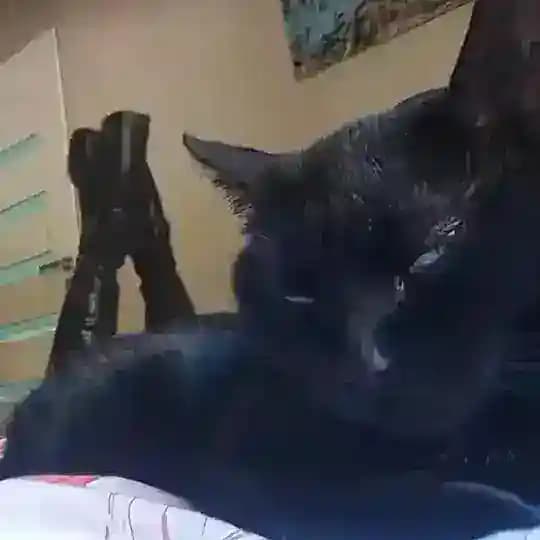 МяуДополнения