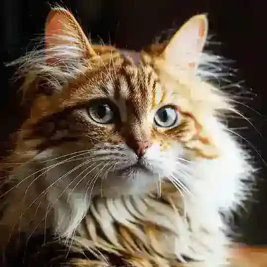 Catantics