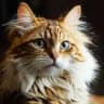 Catantics