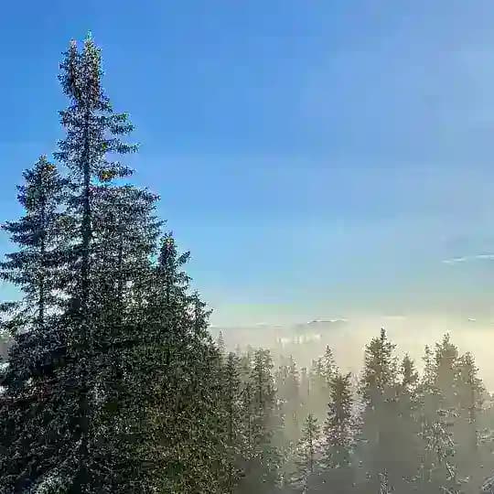 миднайтлайт
