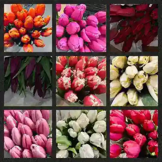 💐🌷МИР ТЮЛЬПАНОВ💐🌷