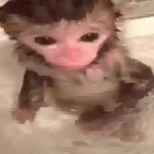 бибизяны
