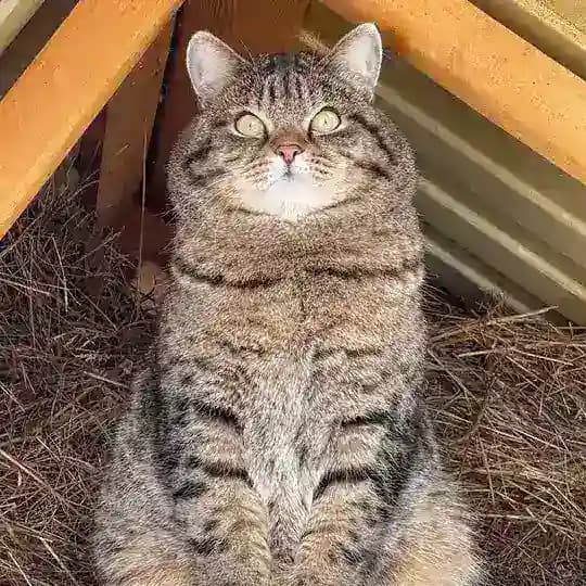 mrs.tatcher, Рысик и все-все