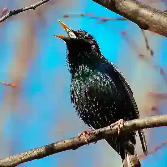 Мухи скворчества