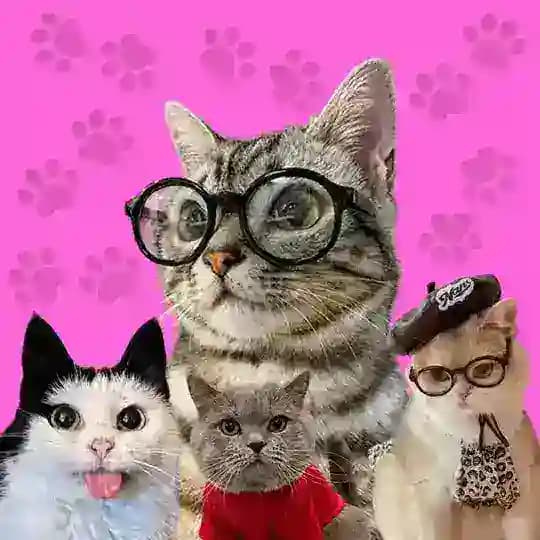 Кошачий дом