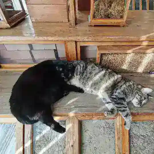 Котики Вильямса
