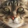 my cat has a crush