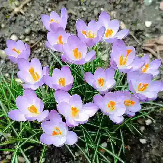 Natur - Gemüse - Kräuter