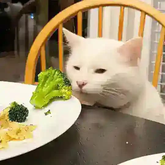 обсисед